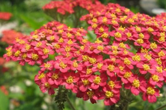 Yarrow, Cottage-red
