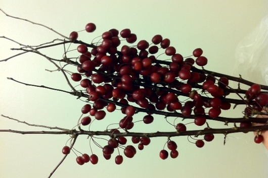 Branch, Fruited Crabapple