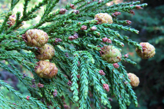 Redwood Foliage with Cones