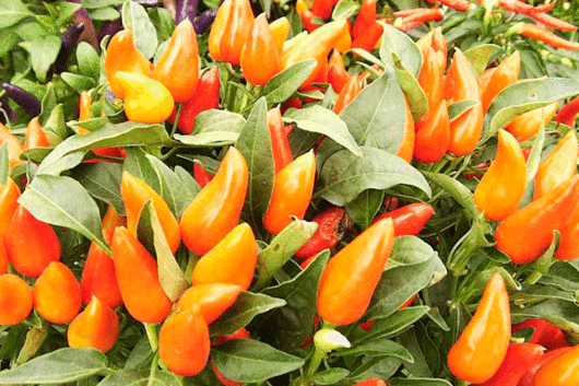 Ornamental Peppers-rd, ylw, or