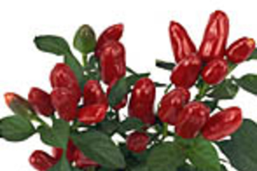 Ornamental Peppers-red