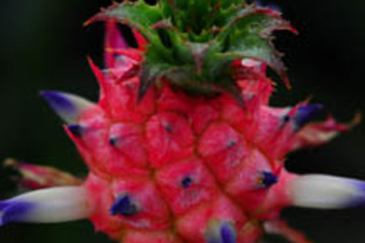 Ornamental Pineapple, small-red