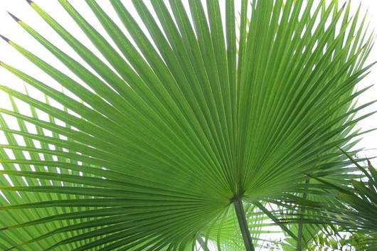 Palm Fan Leaf