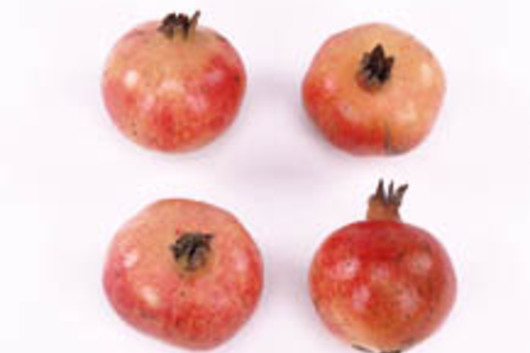 Pomegranites