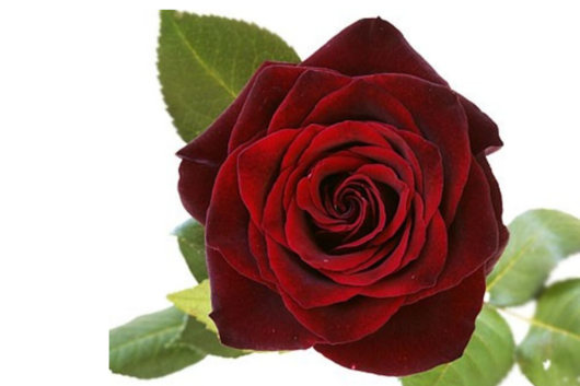 Rose, Black Baccara