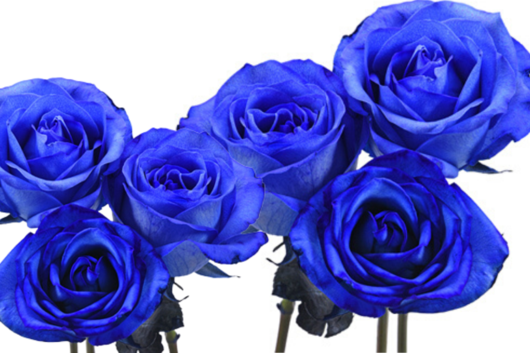 Spray Rose, Blue Flower | Floral Expert Dictionary | Lobiloo