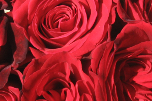 Garden Roses-red
