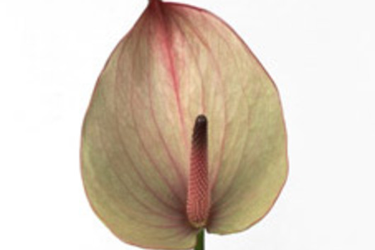 Anthuriums, Large-Obake (Maxima Verde)