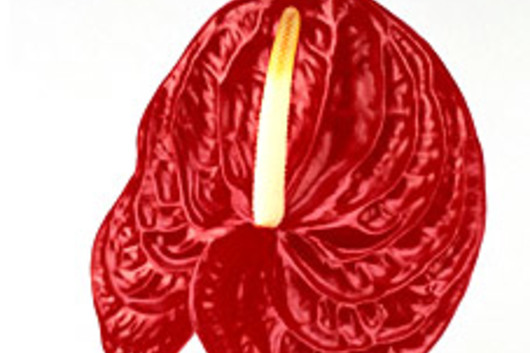 Anthuriums, Large-Red (Elan)