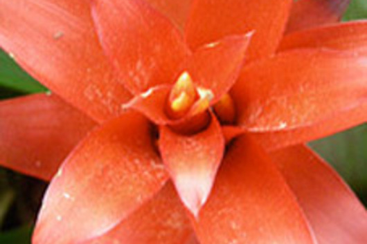 Bromeliad-red