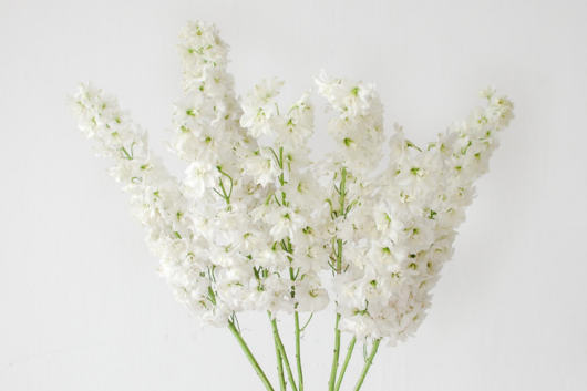 Delphinium, White River