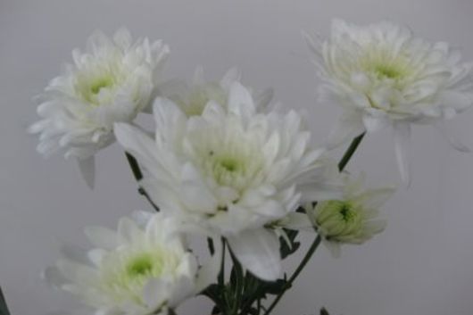 Spray Mums, Cushion-white