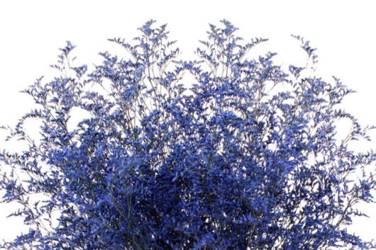 Limonium, Blue