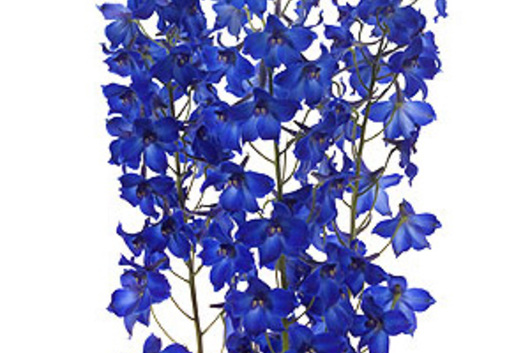 Volkerfrieden Delphinium