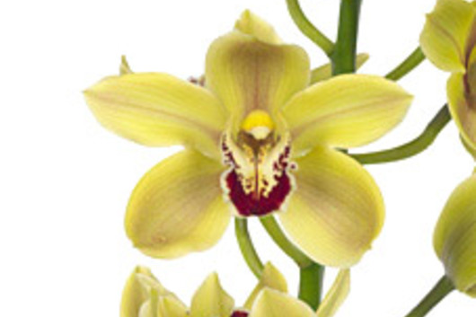 Cymbidium Orchid Sprays, large-yellow