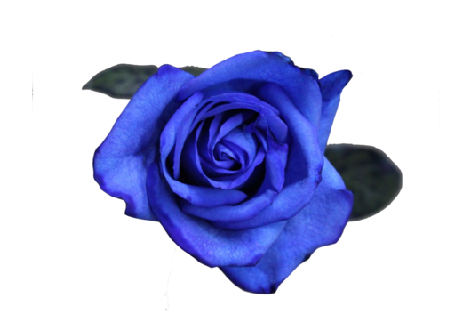 Rose, Tinted Blue