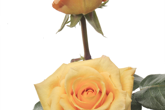 Gold Milva Rose