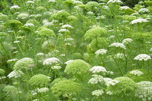 Green Mist (Ammi Majus)