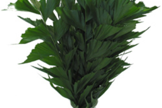 Fishtail Palm Fronds