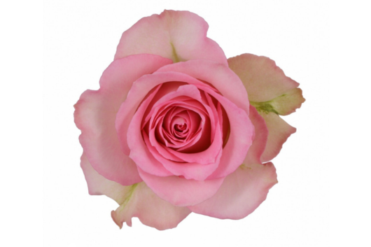 Rose, Sweet Unique