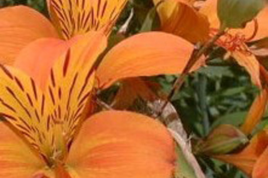 Alstroemeria-orange