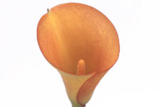 Callas, mini passionfruit