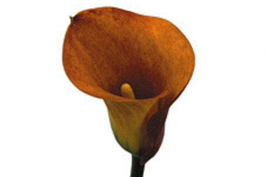 Callas,mini orange