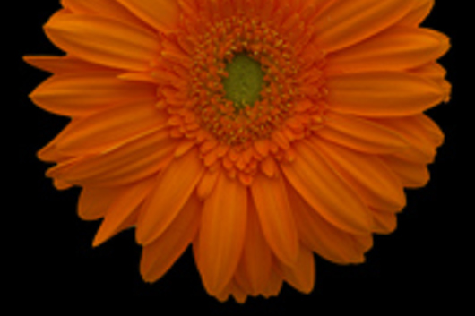 Gerberas-orange (Margarita) Flower | Floral Expert Dictionary | Lobiloo