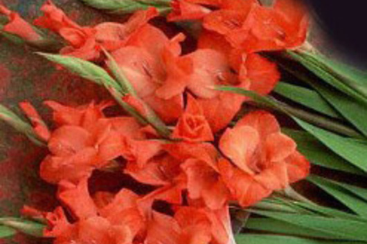 Gladiolus-orange