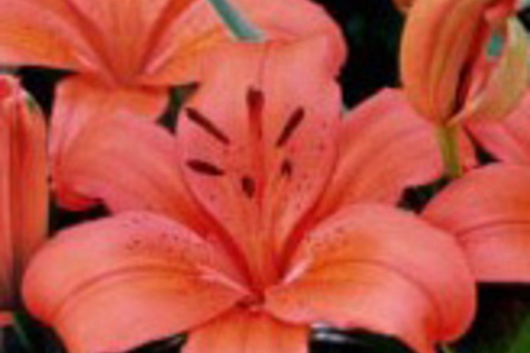 L.A. Hybrid Lily-orange