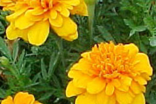 Marigolds"
