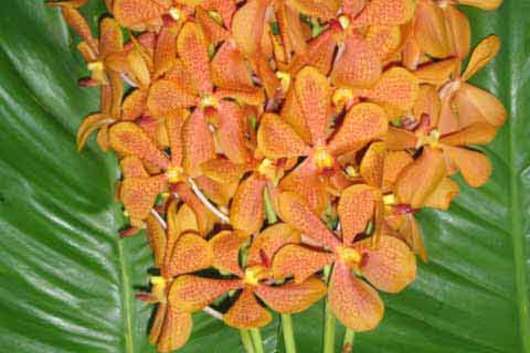 Orchid, Mokara-orange