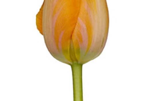 Tulips, French-orange