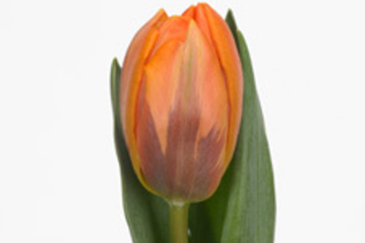 Tulips, Greenhouse-orange