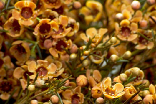 Waxflower, tinted-terrecota
