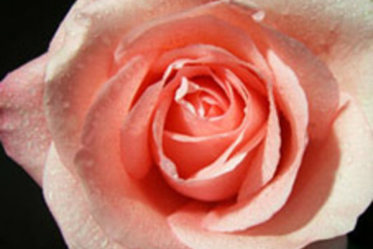 Rose-Marlysse