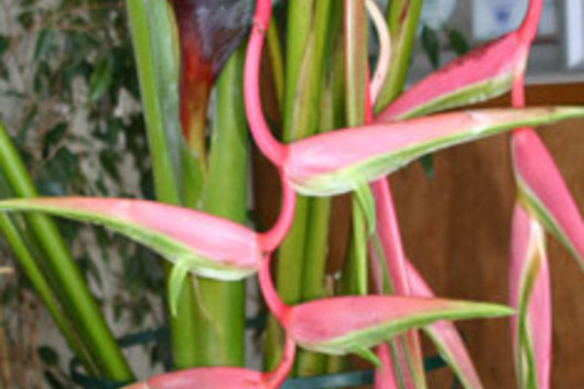 Heliconia, deluxe hanging