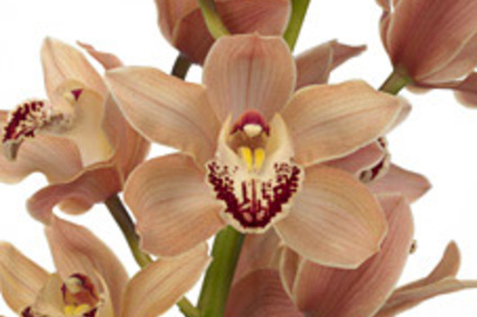 Cymbidium Orchid Sprays, large-peach