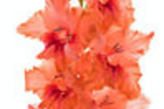 Gladiolus-coral
