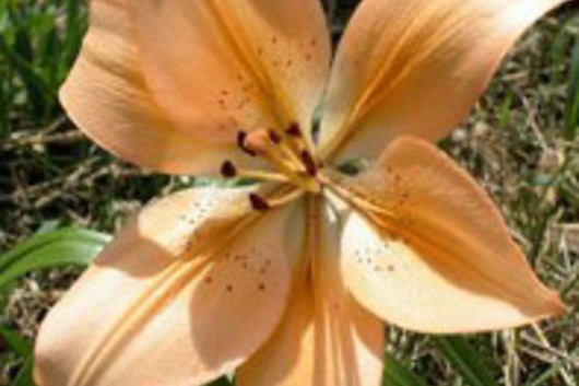 L.A. Hybrid Lily-peach