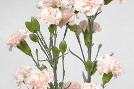 Mini Carnations-peach