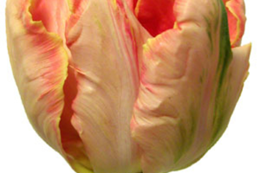 Tulips, Parrot-peach