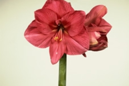 Amaryllis-pink