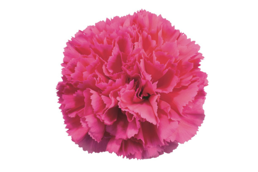 Carnations, Bizet, Hot Pink