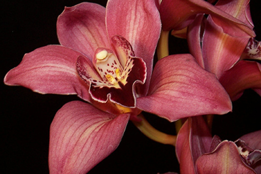 Cymbidium Orchid Sprays, large-dark pink