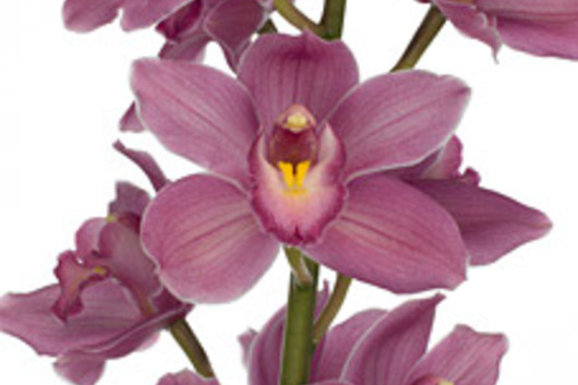 Cymbidium Orchid Sprays, large-pink