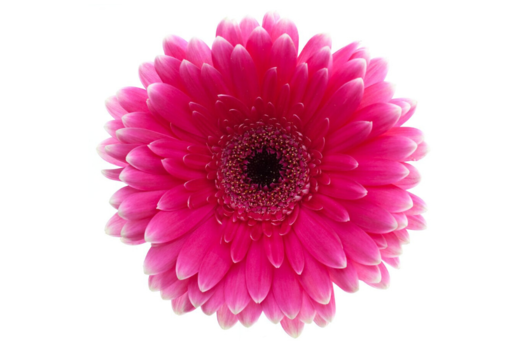 Gerbera Pizazz