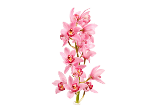 Cymbidium Orchid, Pink