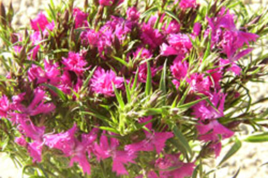 Gypsy Dianthus-pink