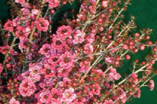 Lepto, flowering-hot pink